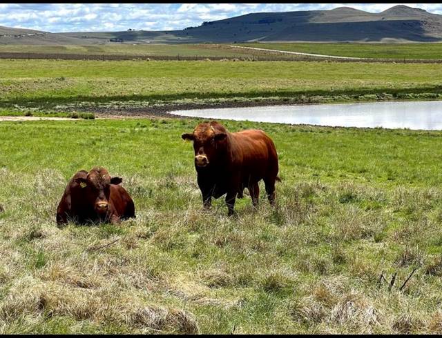 FARM FOR SALE IN MEMEL RURAL